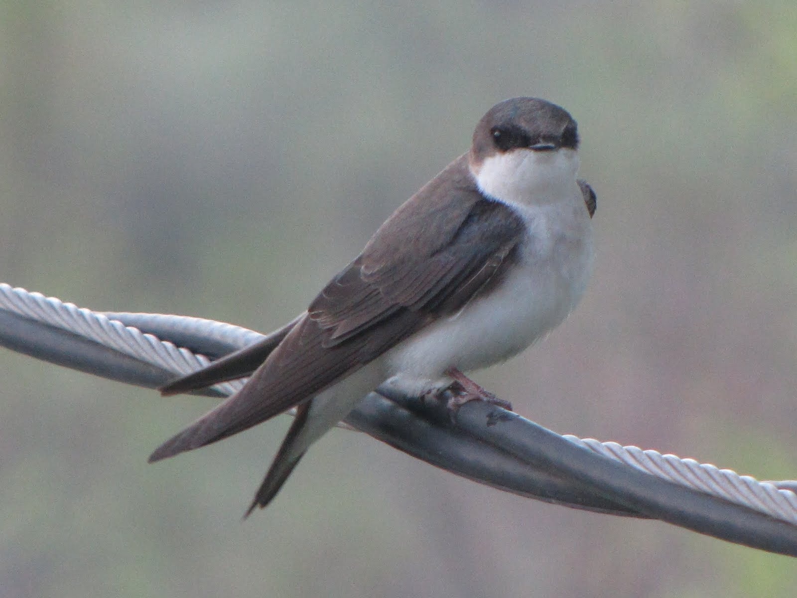 Swallow Female 86