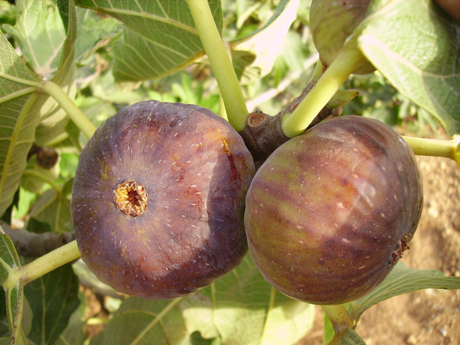 Black Malta Fig Var Tin