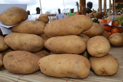 Baía da Lusofonia: Moçambique – Batata reno