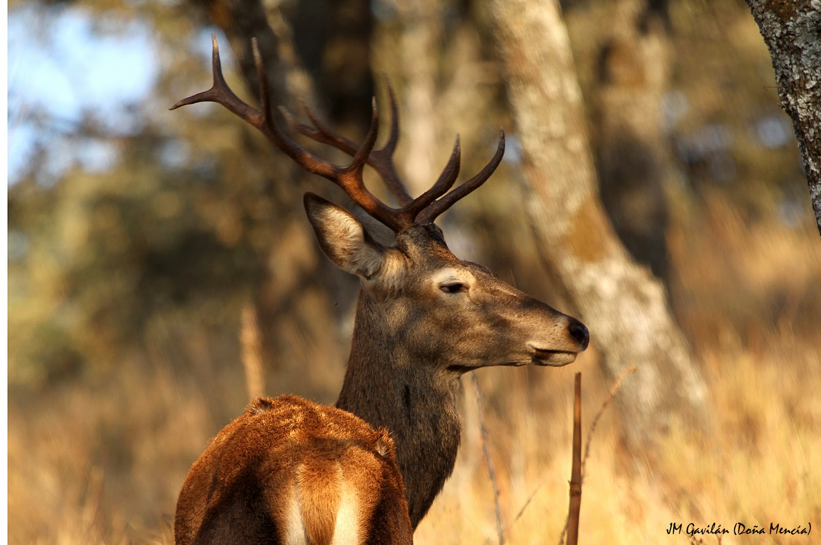 Fotografía de Naturaleza JM Gavilán El Ciervo común o Venado (Cervus