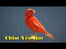 h%25E1%25BB%2593ng%2By%25E1%25BA%25BFn.jpg