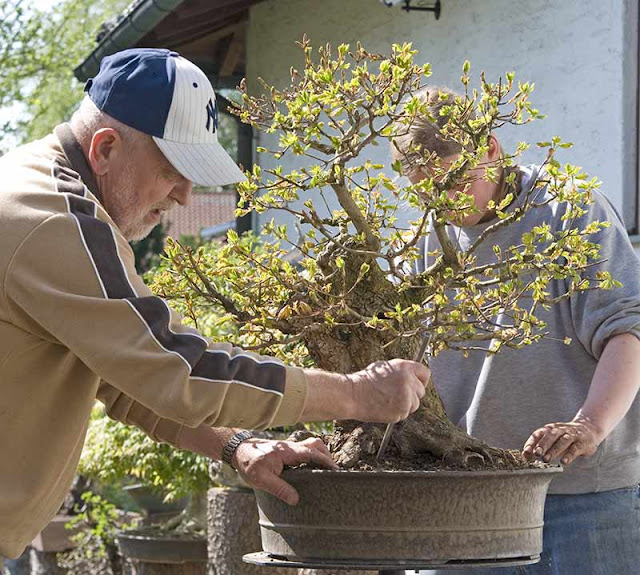 Walter Pall Bonsai Adventures hollow field maple 4 repotted
