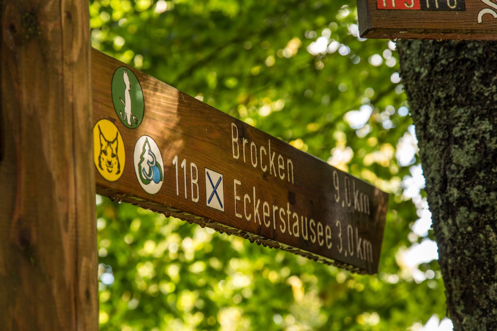 Single wandern harz