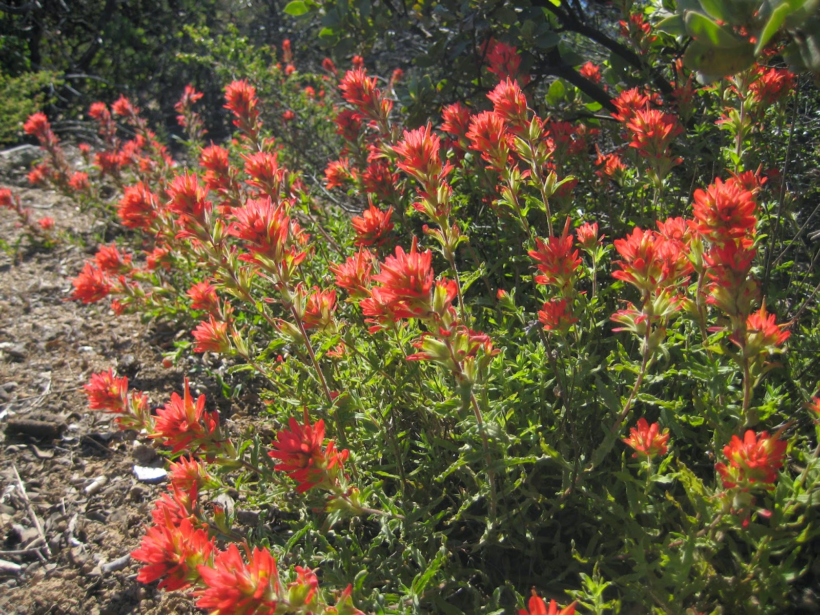 Exploring Wild California Indian Paintbrush Flowers
