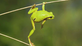 beautiful frog background hd for free dowwnloads