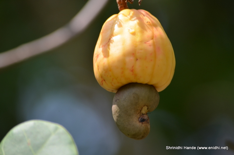 Cashew fruit lesser known fruits eNidhi India Travel Blog