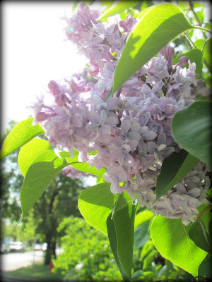 lilacs, mauve, light mauve lilac, spring flowers, flowers, Canadian flowers