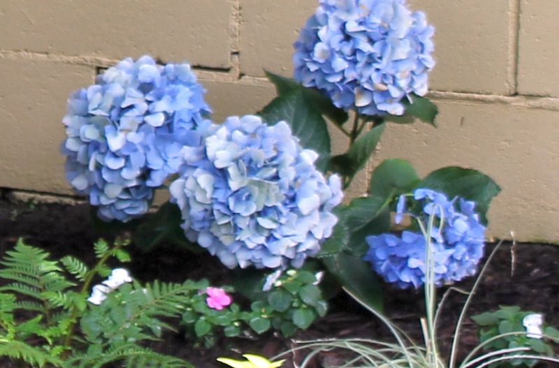 Palette Knife Painters, International Hydrangeas by Karen Tarlton