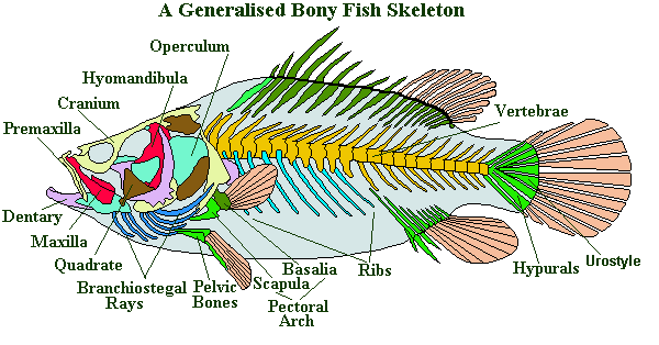 Cartilaginous Fish: Unique Characteristics tilapia fish label diagram 