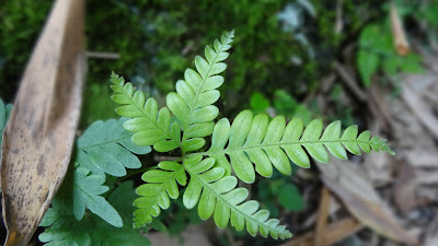 DSC04309.JPG