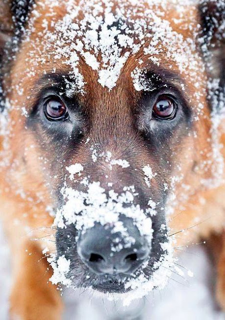 Beautiful winter scene with adorable dog close up in snow