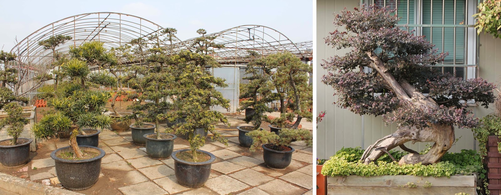Bonsai Skosh Bonsai production nursery in Shanghai