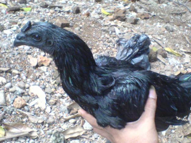 Kumpulan Gambar Ayam Cemani Gambarbinatang Pelung Foto Jago Raksasa