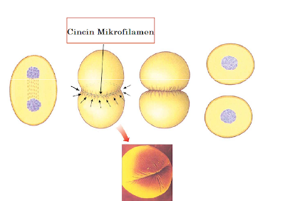  Senang sekali rasanya kali ini dapat kami bagikan artikel tentang materi  Proses Pembelahan Sel (Amitosis, Mitosis, & Meiosis)