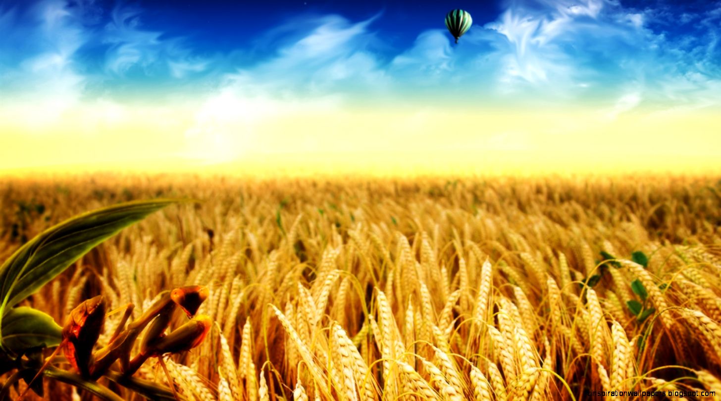 Wheat Fields At Night   wallpaper