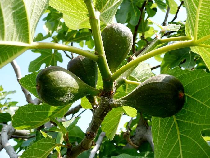 BUCOS ALDEIA DE MONTANHA Quando plantar uma FIGUEIRA
