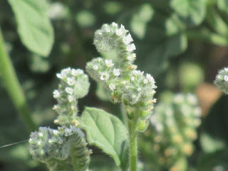 colusa national wildlife refuge european heliotrope