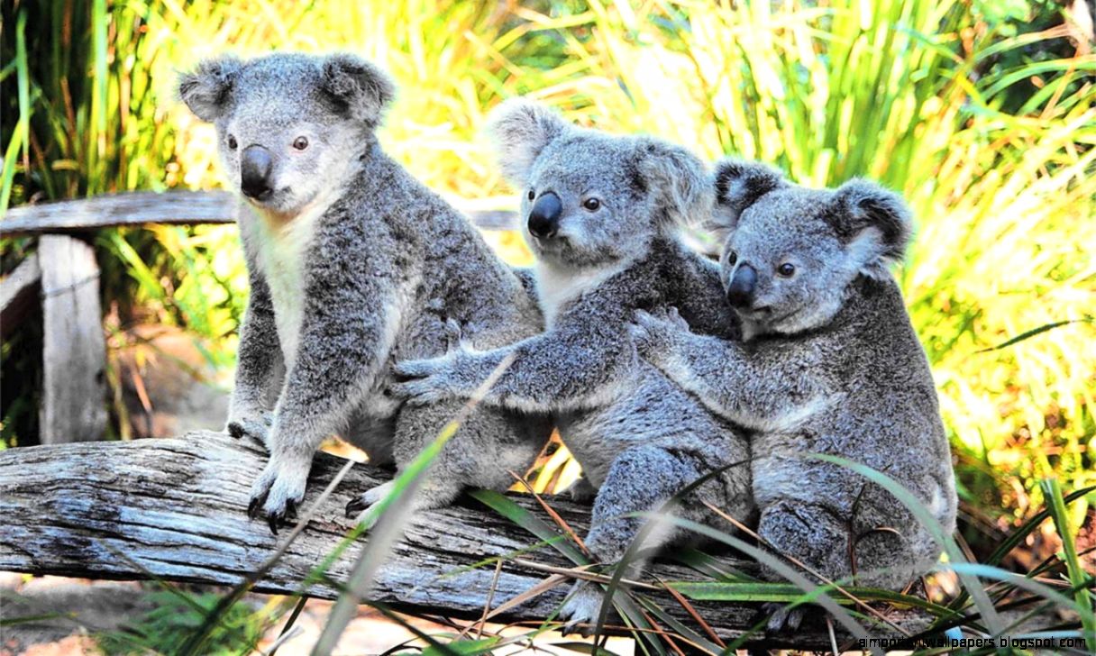 Koala With Joeys   Australian Joeys Wallpaper 29128050   Fanpop