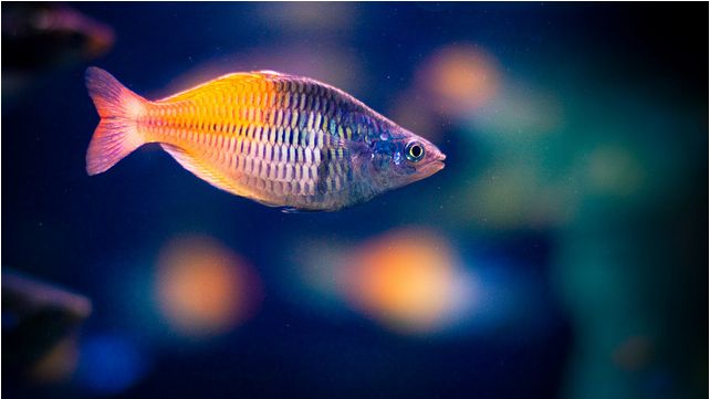 Ikan Hias Air Tawar Yang Bagus Unik Dan Manis Dengan Harga Murah