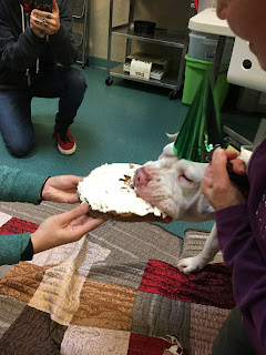 pitbull eating cake
