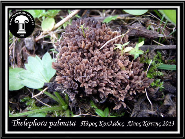 Thelephora palmata (Scop.) Fr.