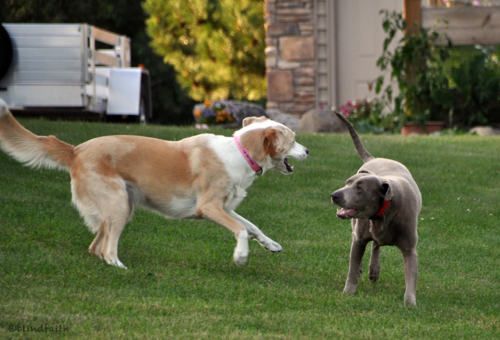 adopting a blind dog special needs dog adoption, adopting a blind dog