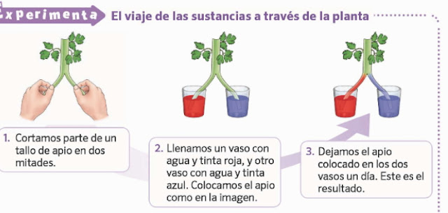 CEIP La Gaviota: Experimento: Como absorben agua las plantas. Cuarto