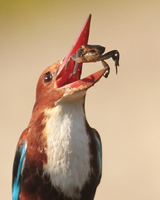 "White-throated Kingfisher - Halcyon smyrnensis, with crab as prey."