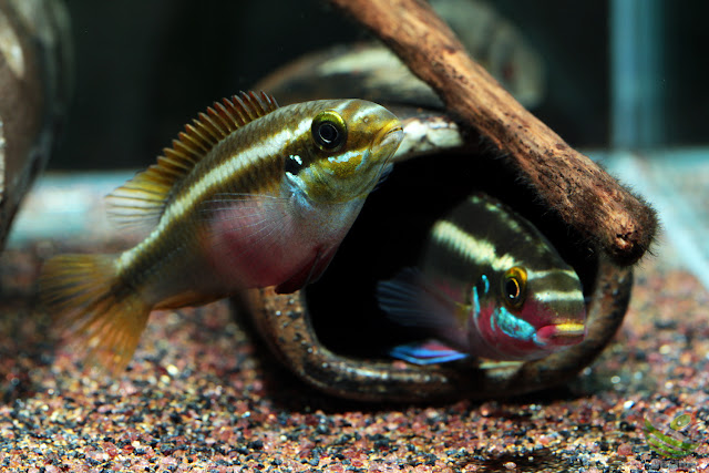 Pelvicachromis sacrimontis