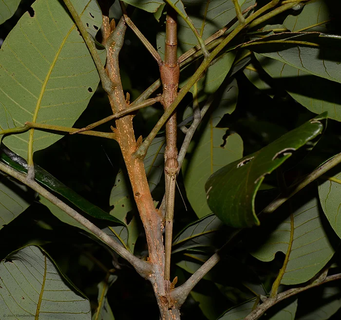 Well ensconced Stick insect.