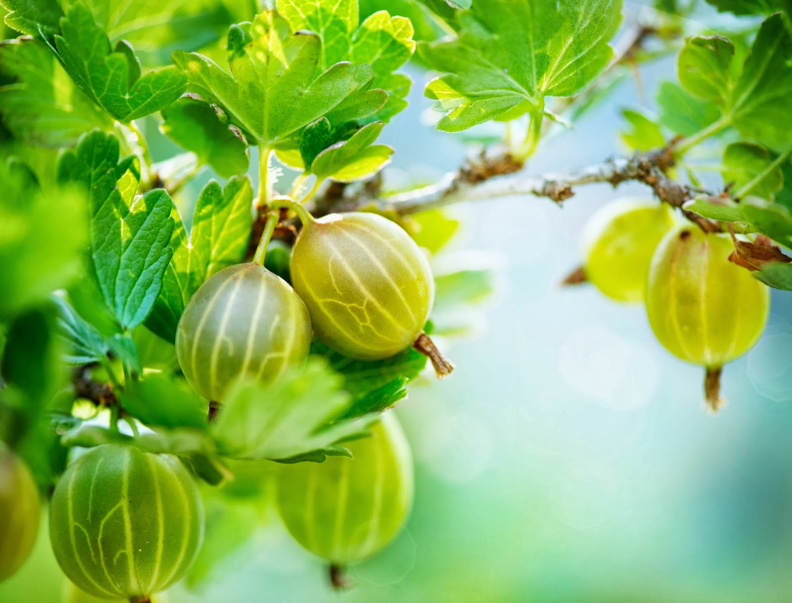 Крыжовник иглистый. Крыжовник сорт инвикта. Крыжовник челябинский зеленый бесшипный. Крыжовник хиннонмаен пунайнен. Крыжовник обыкновенный.