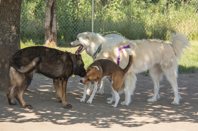 Meet Me at the Dog Park!: July 13, 2013