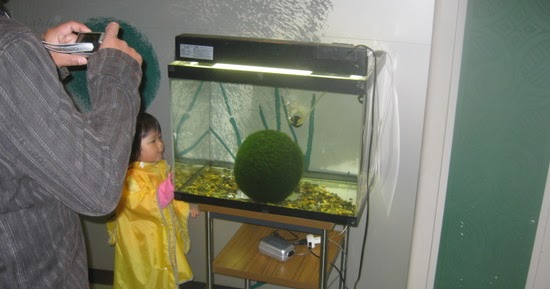 3-5cm Giant Marimo Moss Ball Cladophora Live Plant Fish Aquarium Decor Green