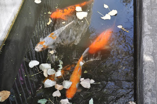 koi several large koi fish in water
