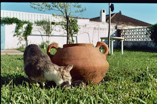 gata1.jpg