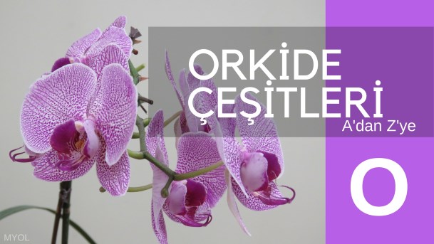 Orkide Çeşitleri O Harfi Orkide Çeşitleri O Harfi