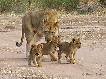 mama lion and cubs