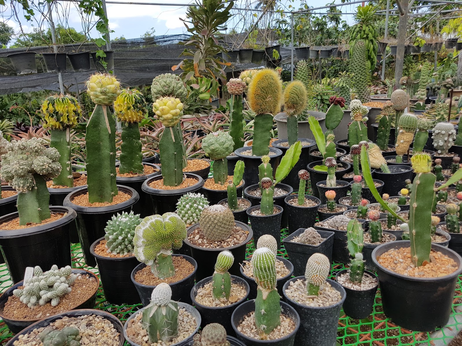 SHARING THE BEST OF THE PHILIPPINES Amazing Ornamental Plants in Tagaytay