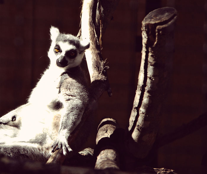 Lemur
