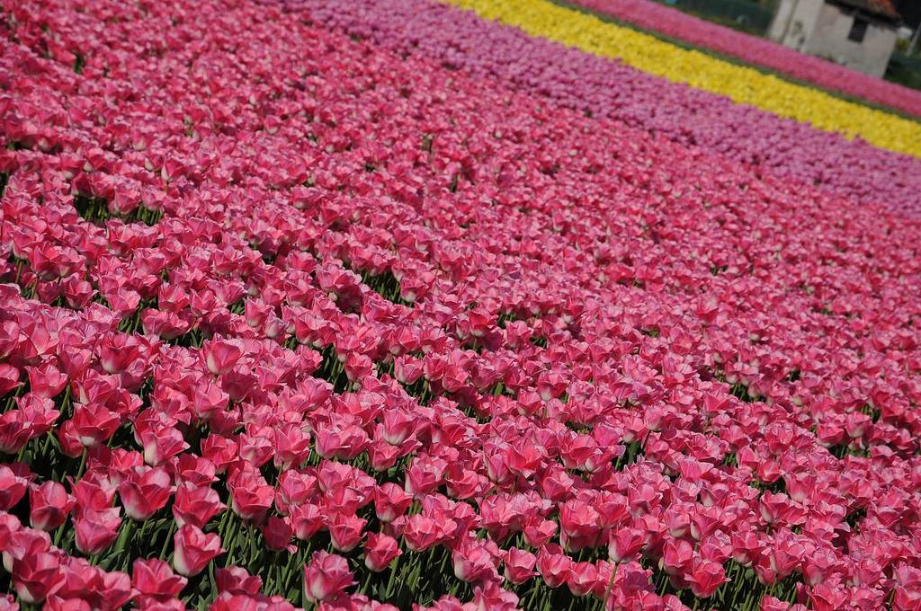 field of tulips lots of colors