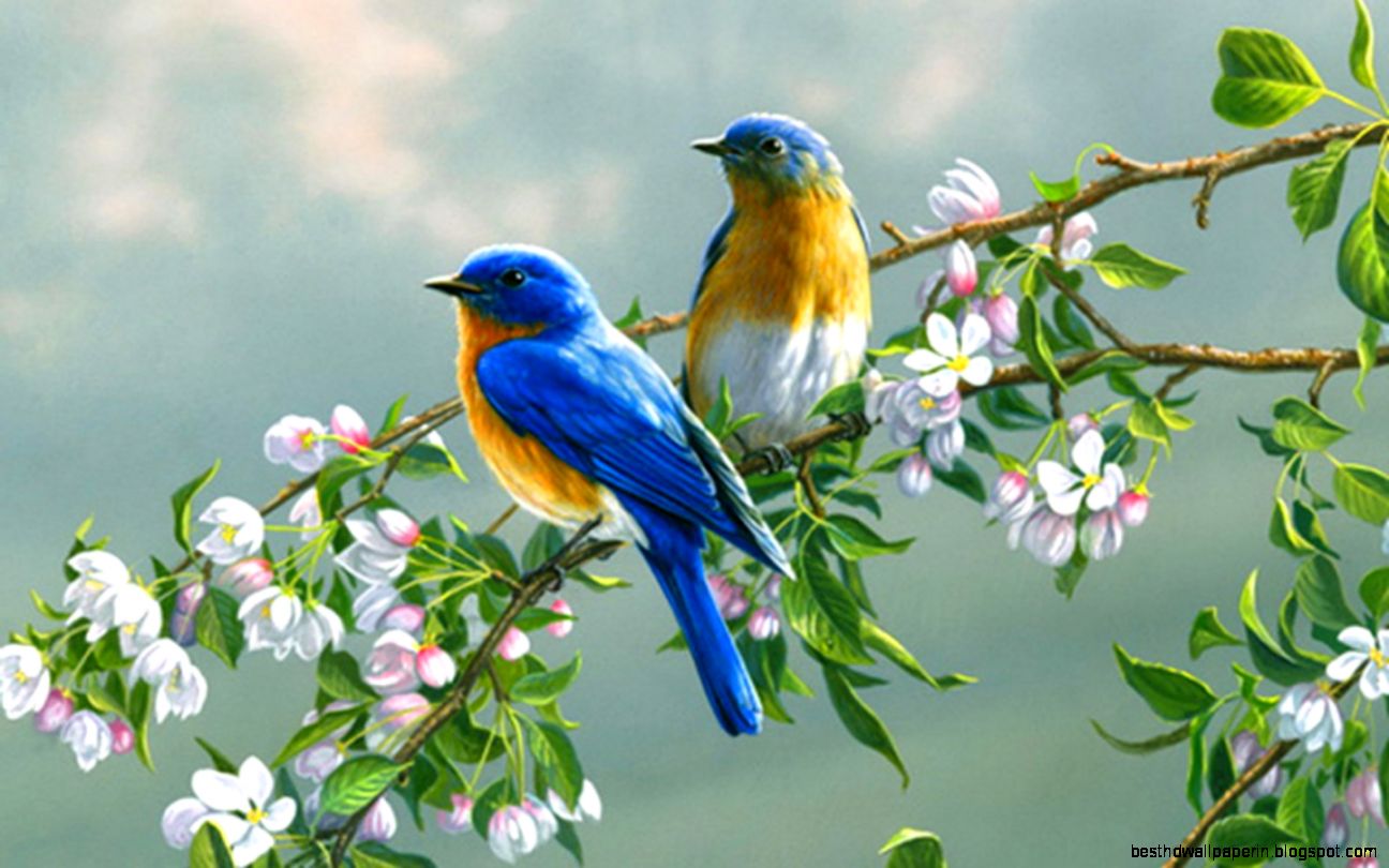 Spring Birds