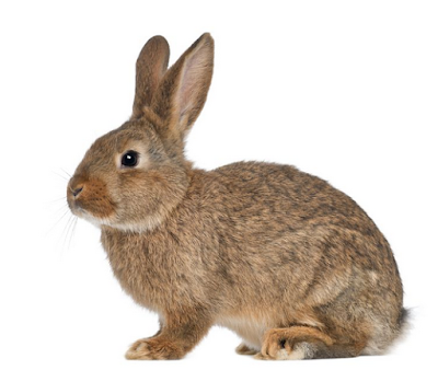 http://www.katabijakpedia.com/2017/05/contoh-descriptive-text-about-rabbit-bahasa-inggris-terbaru-dan-artinya.html