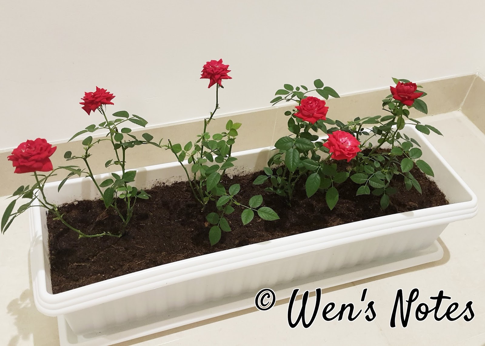 My Miniature Rose Plant | Wen's Notes