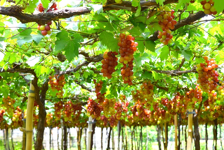 Best Philippines Place Grapes Capital of the Philippines