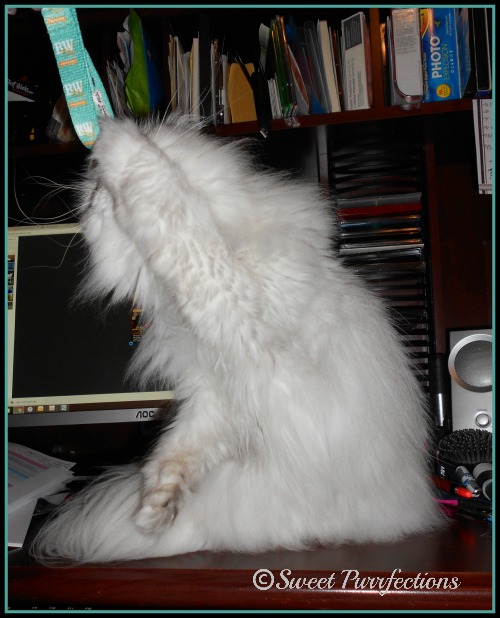 Truffle, Persian cat, playing with BarkWorld key ring.