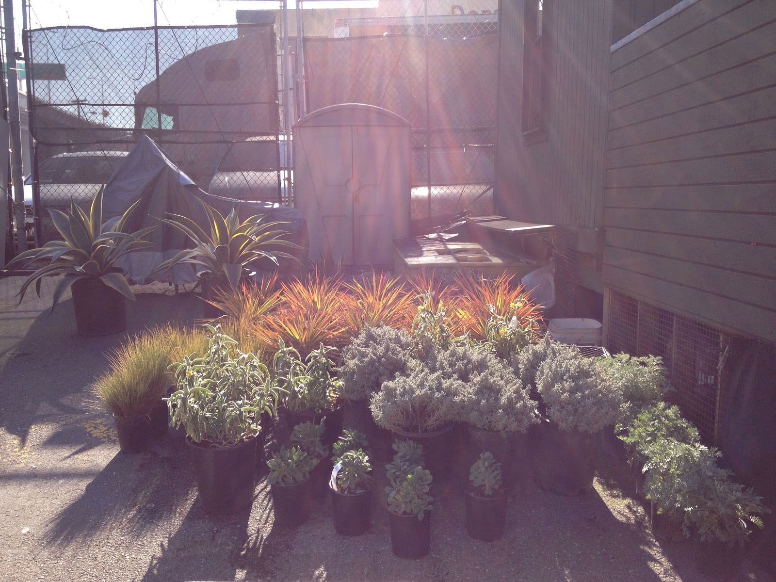 17th and Pennsylvania Our First Wholesale Plant Delivery!