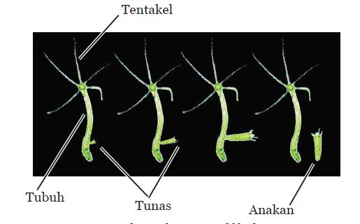 Reproduksi Pada Hewan  Aseksual dan Seksual Hydra  