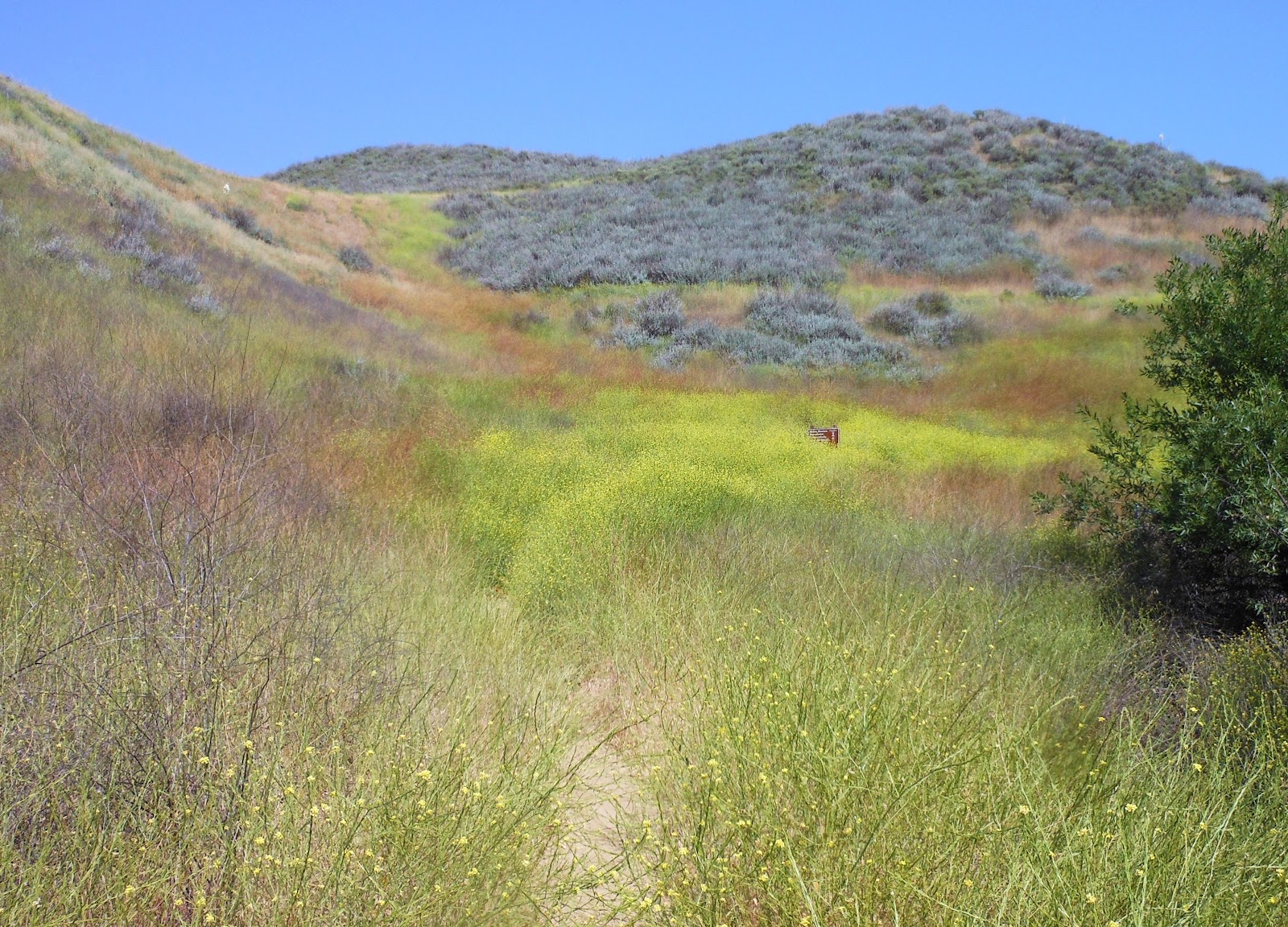 1000 Hikes in 1000 Days Day 556 Bark Park New Millennium Loop Trail