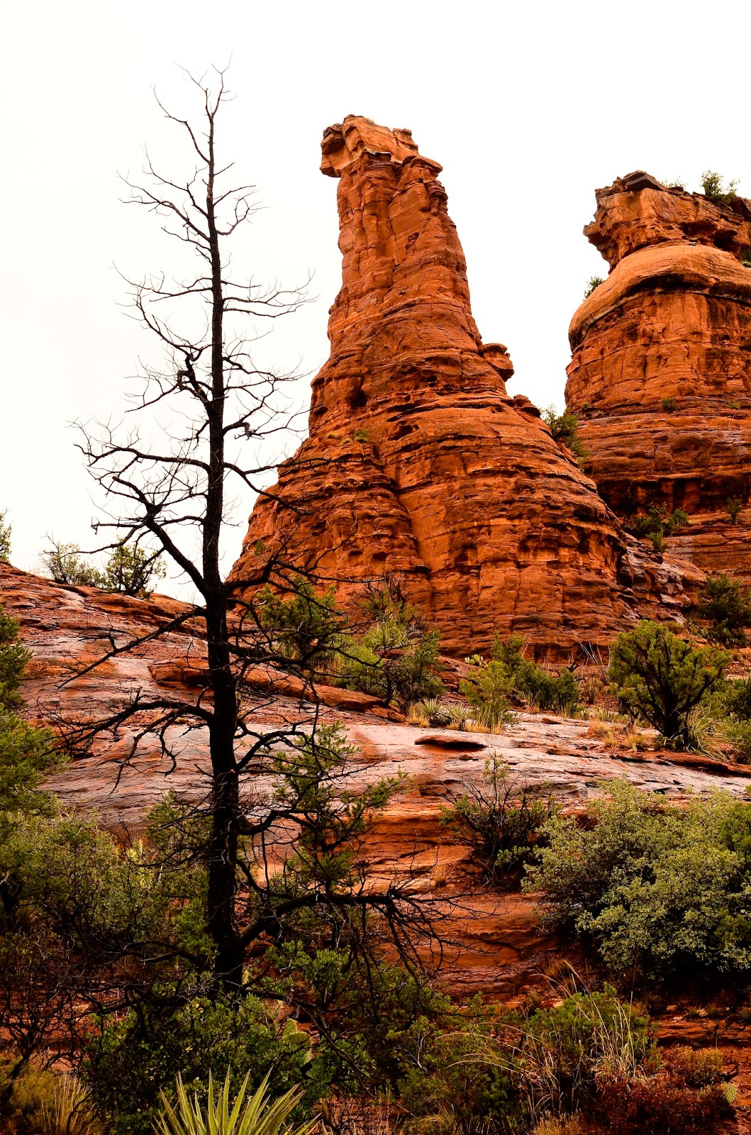 Scottsdale Daily Photo Photo A burned Sedona tree in recognition of the current Slide Fire