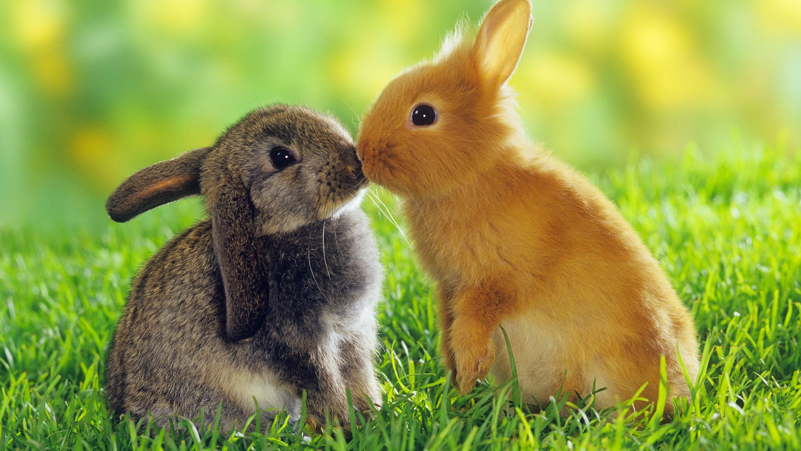 Easter cute bunnys wallpaper 2015 Canada USA UK Happy easter wallpapers 2015